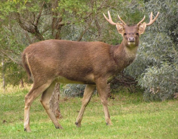 Barking Deer in green grassland