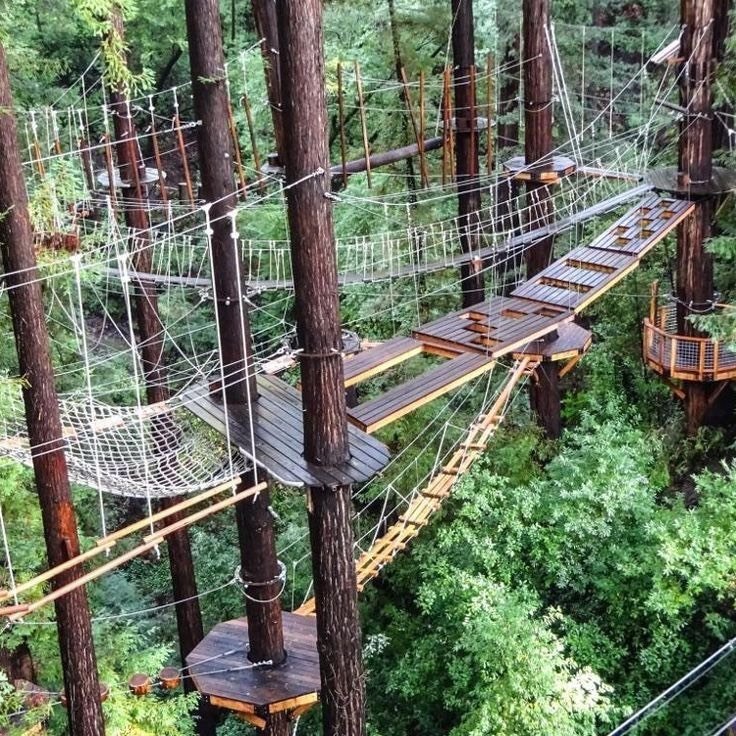 Elevated canopy walkway weaving through tall trees