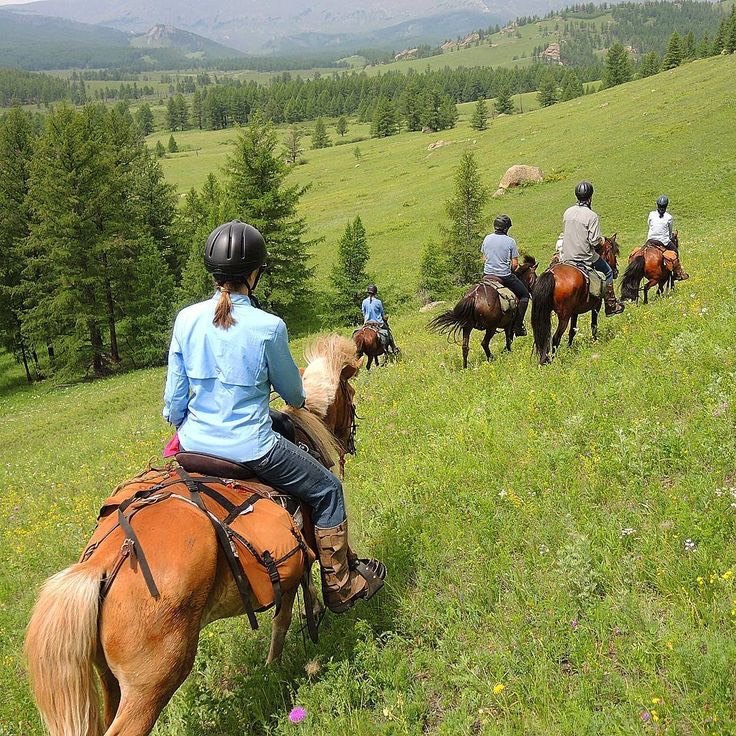 Horses grazing peacefully in open green field with forest beyond