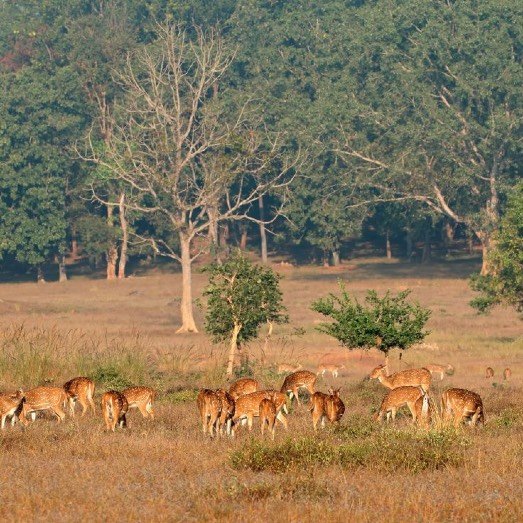 Horses grazing in lush wetland grass