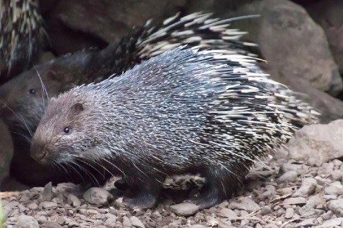 Sunda Island Porcupine on rocky ground